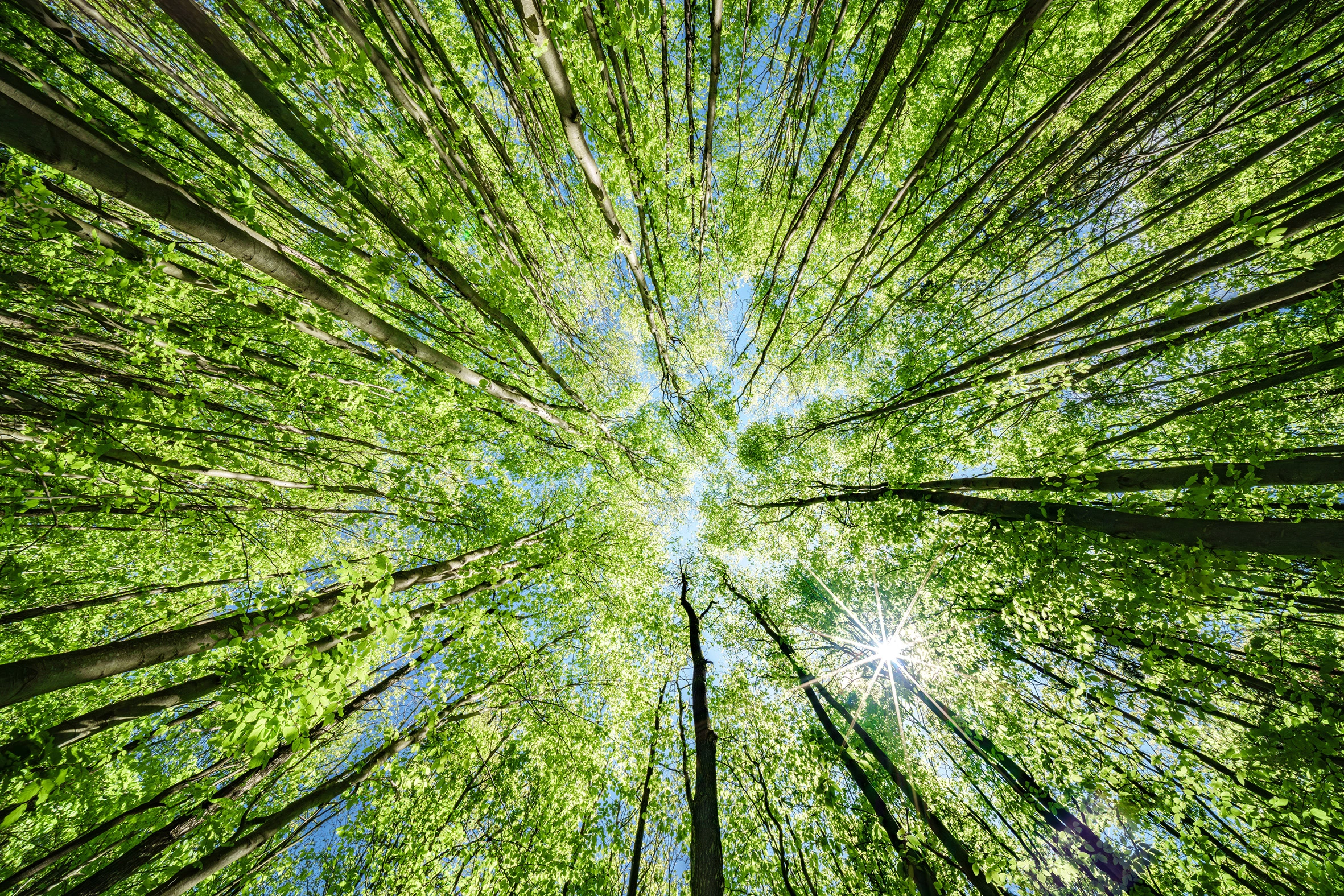 iStock-2166282428  - bos van onderen